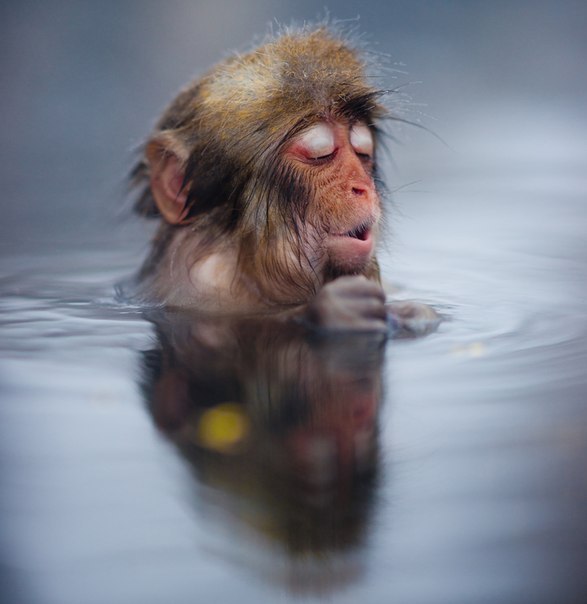 Японская обезьянка греется в горячих источниках.